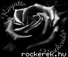 Black rose2