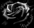 Black rose2