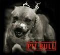 Pit Bull KILL