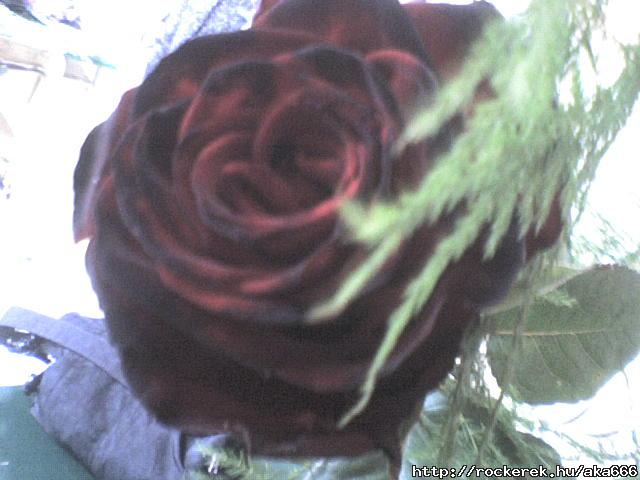 Red-black roseom*.*