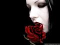 red-rose-dark-gothic-wallpapers-1024x768
