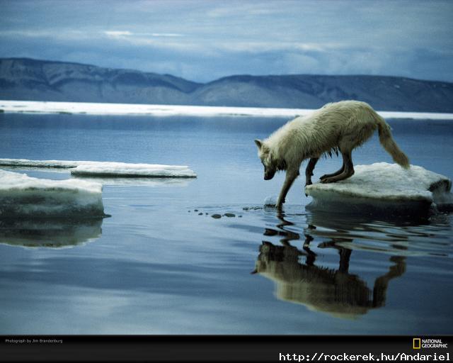 arctic-wolf-iceberg-441683-xl