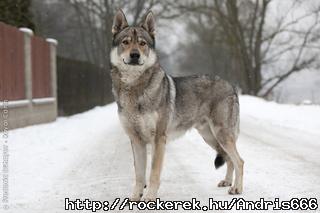 czechoslovakian_wolfdog_0007_phototheque