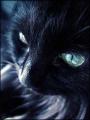 black_cat