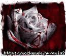 white and bloody rose