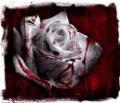 white and bloody rose