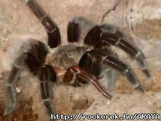 B. Vagans drgm