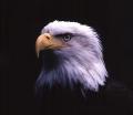 main-eagle
