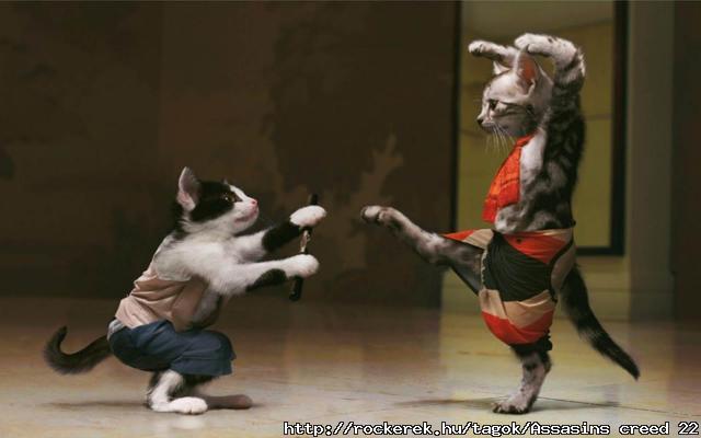 Funny-Cats-Fight-Wallpaper
