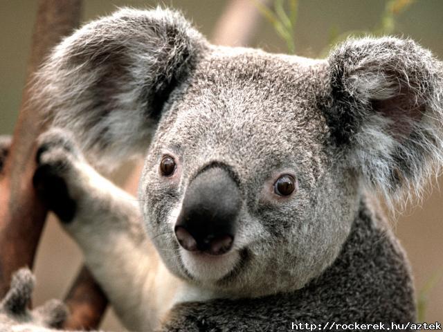 koala