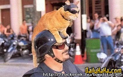 catrider