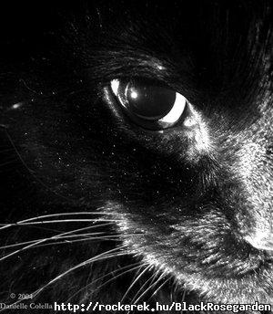 Black_cat_by_Moonbeam13