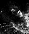Black_cat_by_Moonbeam13