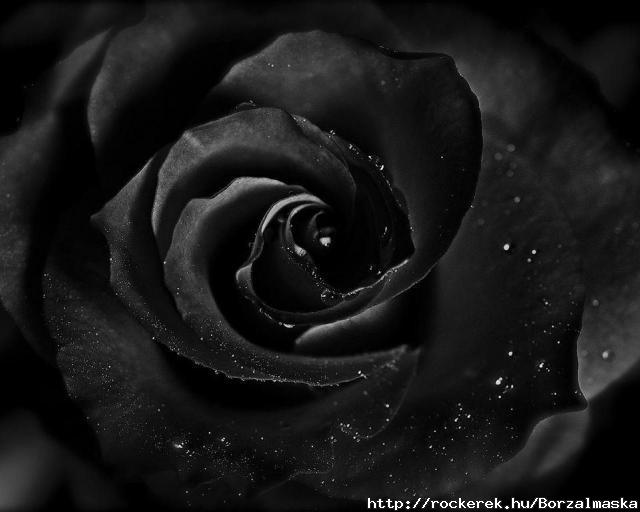 black-rose-dewdrops-goth-flower-1280x1024