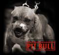 pit bull:)