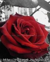 Love_Rose