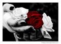 Bleeding_Roses_by_LoveTheVoid