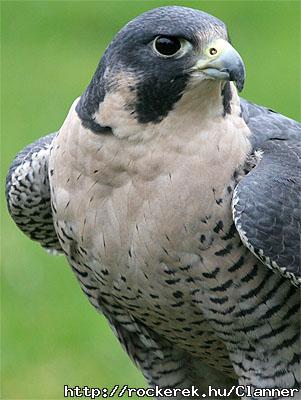 falcon1
