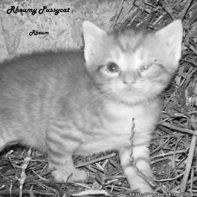 Rheumy Pussycat - Rheum (Demo 1 / 2010)