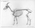 Goat anatomy