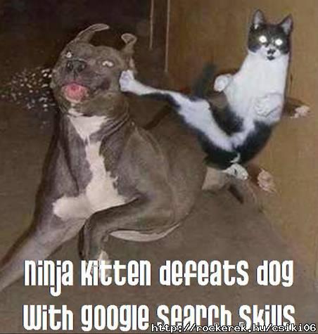 ninja-kitten-defeats-dog-with-google-search-skills-always