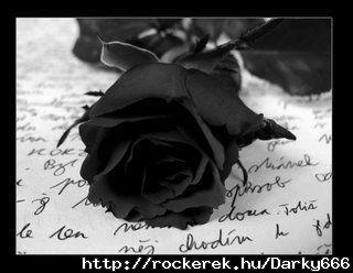 schwarze rose