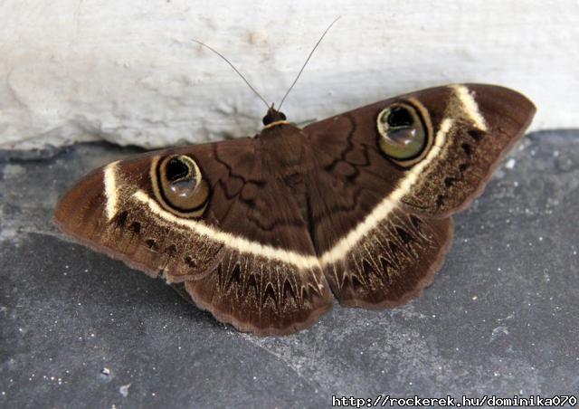 south_african_moth_by_locationcreator-d3cvney