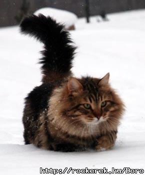 a vilg legszebb macskja-de sajna nem az enym :(