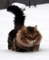 a vilg legszebb macskja-de sajna nem az enym :(
