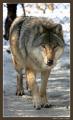 veresi farkasok6 (nem saját kép)