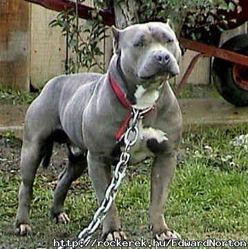 american-pit-bull-terrier-0305