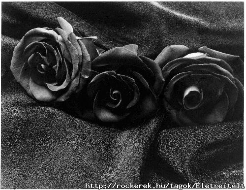 black_roses-vi