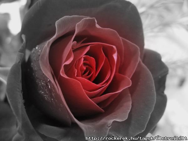 black-and-red-rose-kathy-roncarati