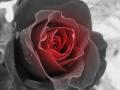 black-and-red-rose-kathy-roncarati