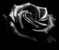 black-rose