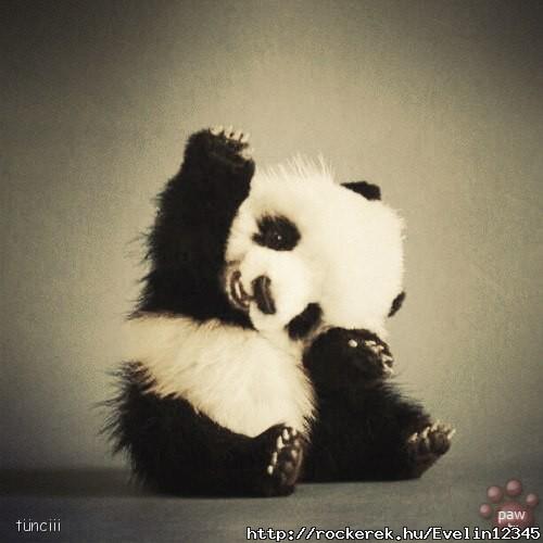 cute-panda-beautiful-pictures-33434826-500-500