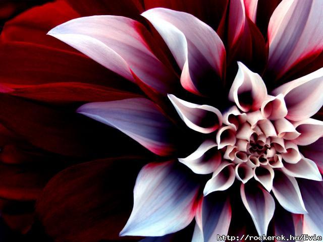 The_Beautiful_Enigmatic_Flower