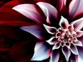 The_Beautiful_Enigmatic_Flower