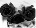 goeth-black-roses