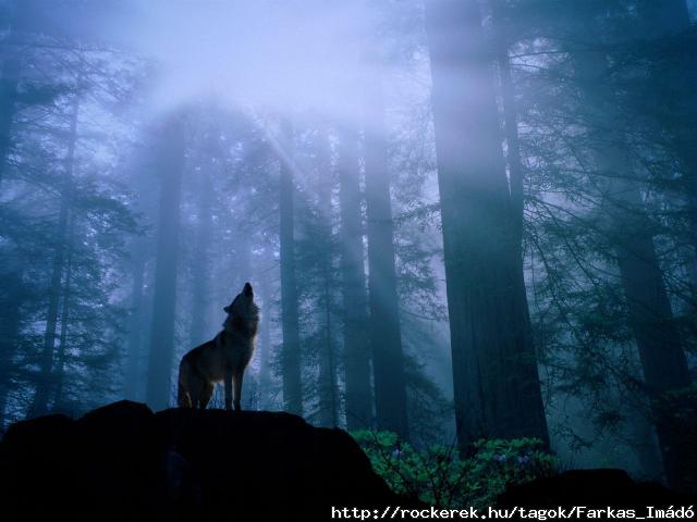 0Warming_Up_for_the_Night_s_Howl%2C_Gray_Wolf