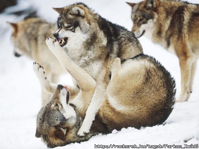 Angry_Wolves