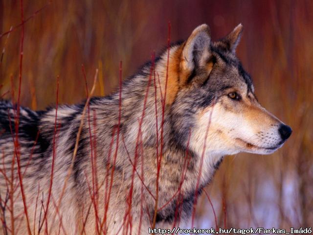 Attentive_Look%2C_Gray_Wolf