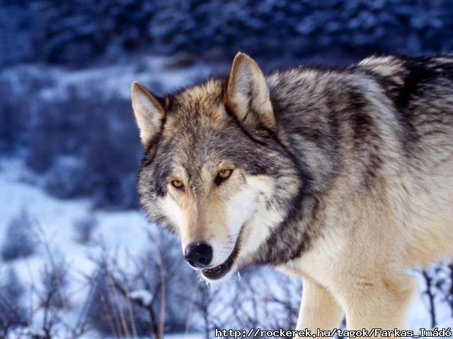 Gray_Wolf_in_Snow