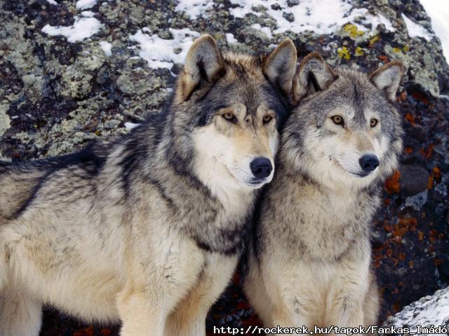 Gray_Wolves