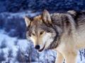 Gray_Wolf_in_Snow