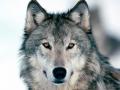 Look_Into_My_Eyes%2C_Winter_Wolf