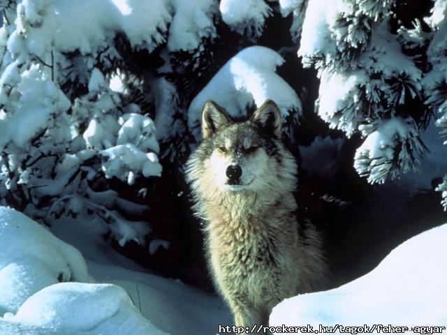 farkas-057