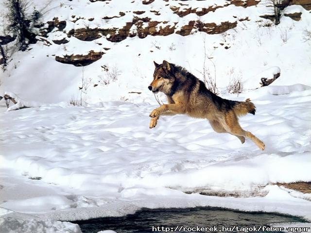 farkas-058
