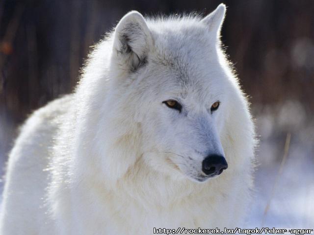 farkas-056