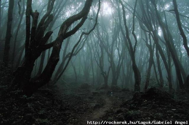 dark_forest